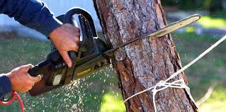 Best Commercial Tree Services  in Dixon Lane Meadow Creek, CA