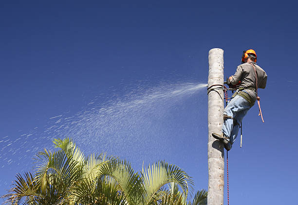 Best Tree Mulching  in Dixon Lane Meadow Creek, CA