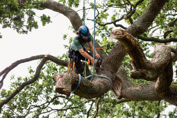 Best Root Management and Removal  in Dixon Lane Meadow Creek, CA