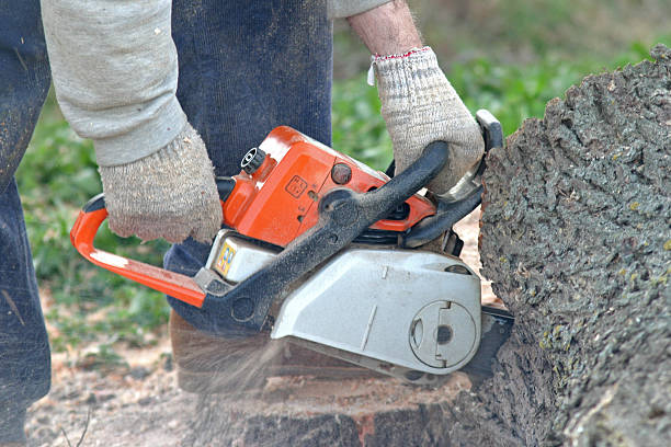 Trusted Dixon Lane Meadow Creek, CA Tree Services Experts