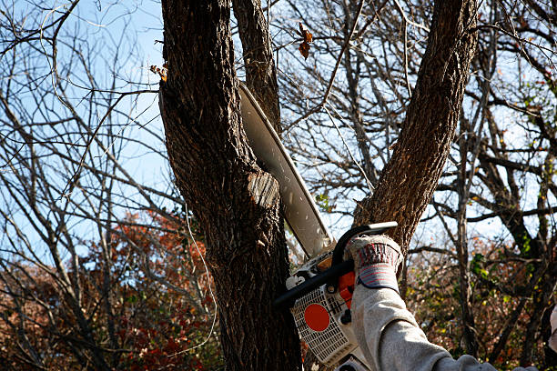 Best Hazardous Tree Removal  in Dixon Lane Meadow Creek, CA