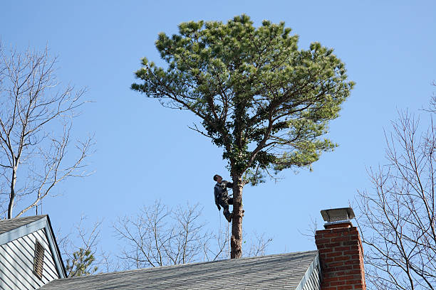 Best Tree Trimming and Pruning  in Dixon Lane Meadow Creek, CA